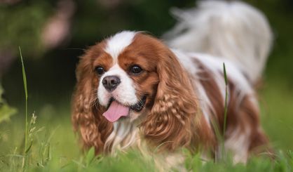 ELISA test validated for serotonin metabolite measuring